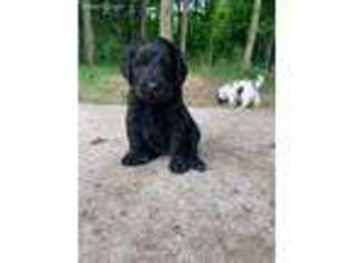 Newfoundland Puppy for sale in Carthage, NY, USA