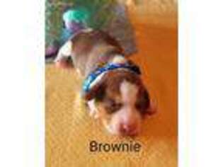 Beagle Puppy for sale in Lemoore, CA, USA