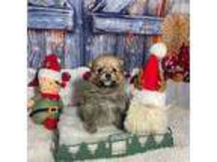 Pomeranian Puppy for sale in Orlando, FL, USA