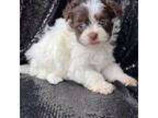 Havanese Puppy for sale in Albany, NY, USA