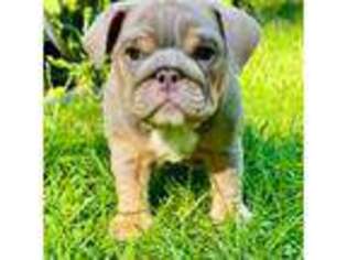 Bulldog Puppy for sale in Kalamazoo, MI, USA