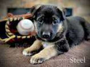 German Shepherd Dog Puppy for sale in Blairsville, GA, USA