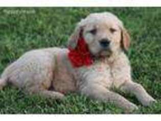 Golden Retriever Puppy for sale in Paton, IA, USA