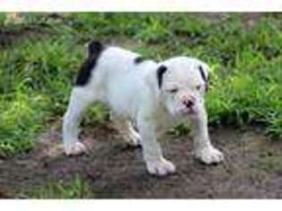 Olde English Bulldogge Puppy for sale in Ragley, LA, USA