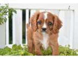 Cavalier King Charles Spaniel Puppy for sale in Seneca Falls, NY, USA