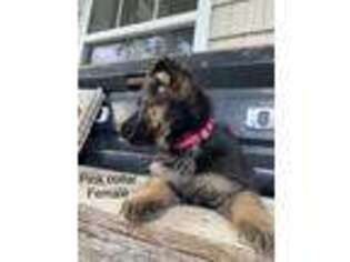 German Shepherd Dog Puppy for sale in Guntersville, AL, USA