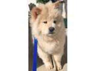 Chow Chow Puppy for sale in Tucson, AZ, USA