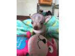 Chihuahua Puppy for sale in Beeville, TX, USA