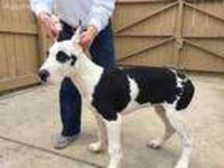 Great Dane Puppy for sale in Evergreen, CO, USA