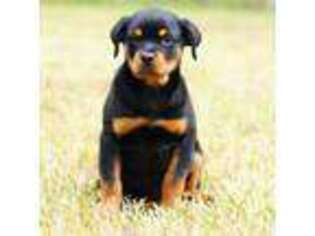 Rottweiler Puppy for sale in Liberty, MS, USA