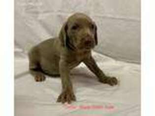 Weimaraner Puppy for sale in Norwood, NC, USA