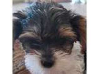 Yorkshire Terrier Puppy for sale in Casa Grande, AZ, USA