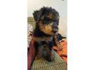 Airedale Terrier Puppy for sale in Tipp City, OH, USA
