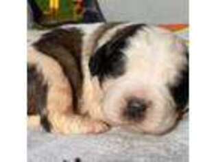 Saint Bernard Puppy for sale in Rutland, VT, USA