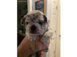 Medium Photo #1 French Bulldog Puppy For Sale in Albuquerque, NM, USA
