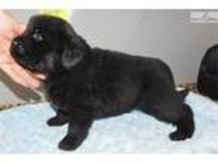 Newfoundland Puppy for sale in South Bend, IN, USA