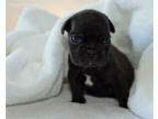 French Bulldog Puppy for sale in Hagerstown, MD, USA