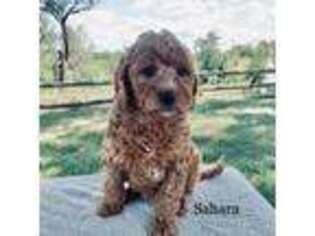 Mutt Puppy for sale in Morris, MN, USA