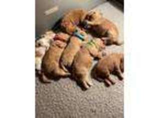 Labradoodle Puppy for sale in Simi Valley, CA, USA