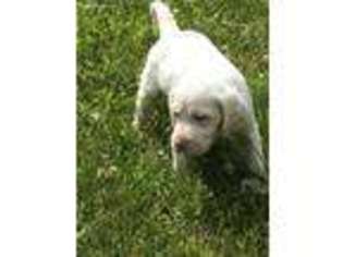 English Setter Puppy for sale in Janesville, WI, USA