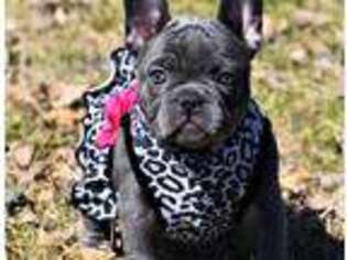 French Bulldog Puppy for sale in Madisonville, TX, USA