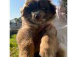 Australian Shepherd Puppy for sale in Danbury, CT, USA
