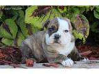 Boston Terrier Puppy for sale in Seymour, IA, USA
