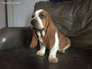 Basset Hound Puppy for sale in Greensburg, PA, USA