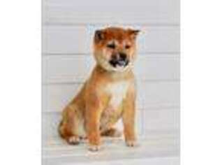 Shiba Inu Puppy for sale in Nappanee, IN, USA