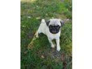 Pug Puppy for sale in Woodstock, CT, USA