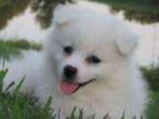 American Eskimo Dog Puppy for sale in Downing, MO, USA