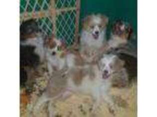 Australian Shepherd Puppy for sale in Duvall, WA, USA
