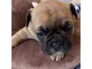 French Bulldog Puppy for sale in Jackson, NJ, USA