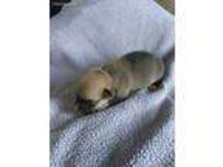 Pembroke Welsh Corgi Puppy for sale in Corunna, MI, USA
