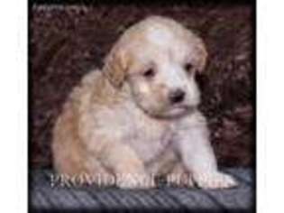 Poovanese Puppy for sale in Wayland, IA, USA