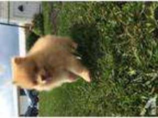 Pomeranian Puppy for sale in ETTERS, PA, USA