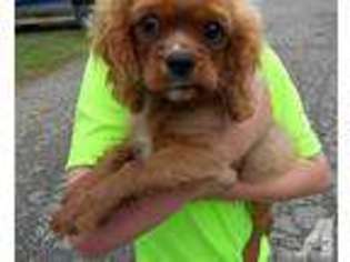 Cavalier King Charles Spaniel Puppy for sale in SAINT CHARLES, MI, USA