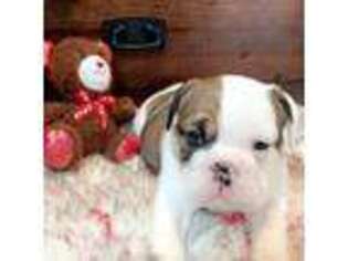 Bulldog Puppy for sale in Mexico, MO, USA