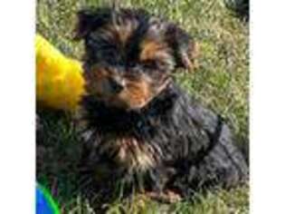 Yorkshire Terrier Puppy for sale in Le Roy, MN, USA