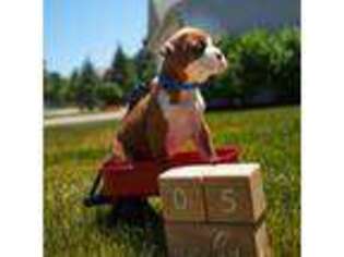 Boxer Puppy for sale in Antioch, IL, USA