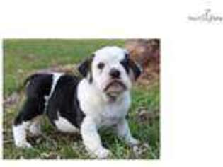 Medium Photo #1 Beabull Puppy For Sale in Springfield, MO, USA