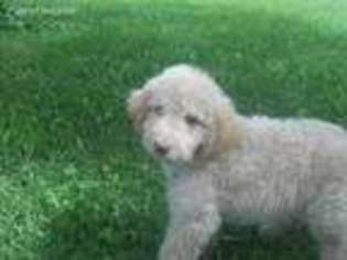 Goldendoodle Puppy for sale in Lexington, KY, USA