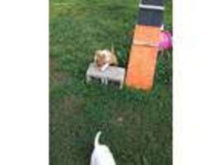 Bull Terrier Puppy for sale in La Vergne, TN, USA