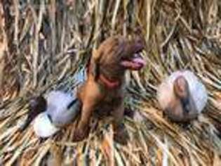 Chesapeake Bay Retriever Puppy for sale in Fair Grove, MO, USA