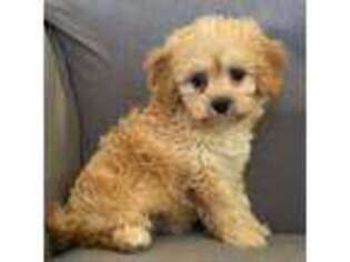 Bichon Frise Puppy for sale in Claypool, IN, USA