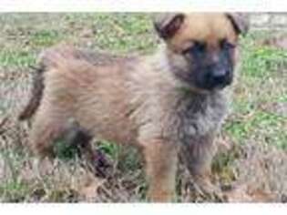 German Shepherd Dog Puppy for sale in Memphis, TN, USA
