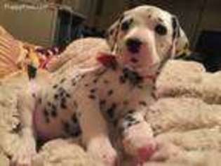 Dalmatian Puppy for sale in Houston, TX, USA