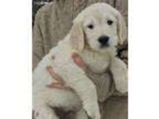 Goldendoodle Puppy for sale in Oxford, WI, USA