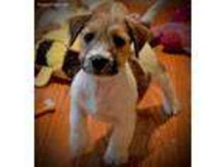 Jack Russell Terrier Puppy for sale in Viper, KY, USA