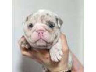 Bulldog Puppy for sale in Lakewood, CA, USA